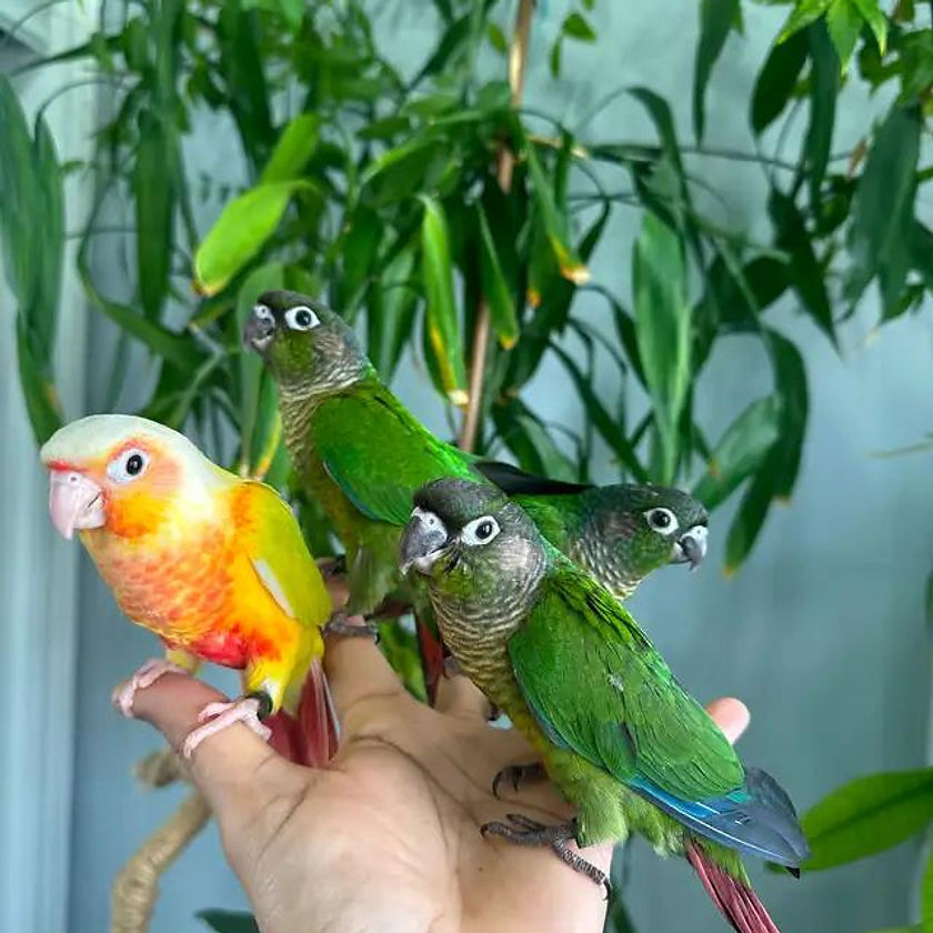 Conures