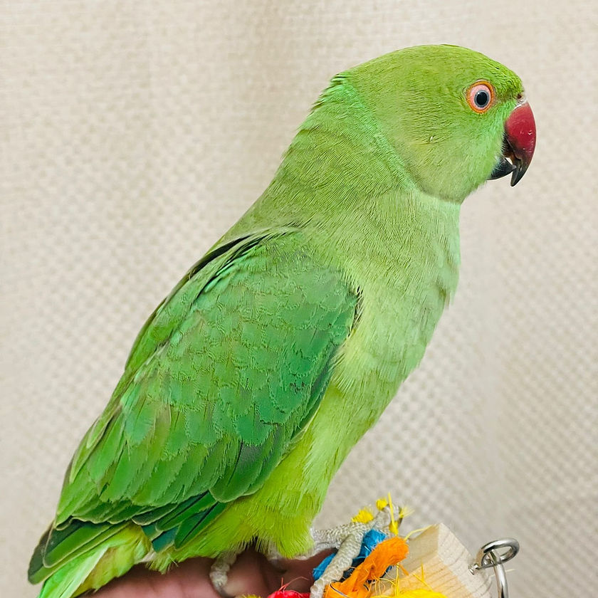 Ringnecks