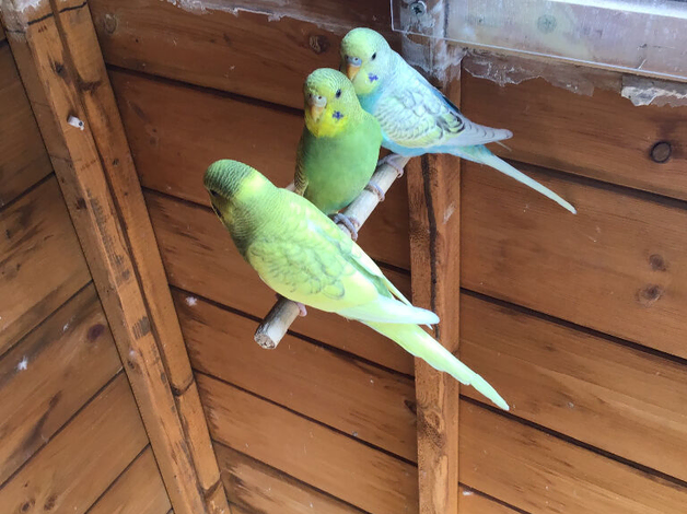 Budgies